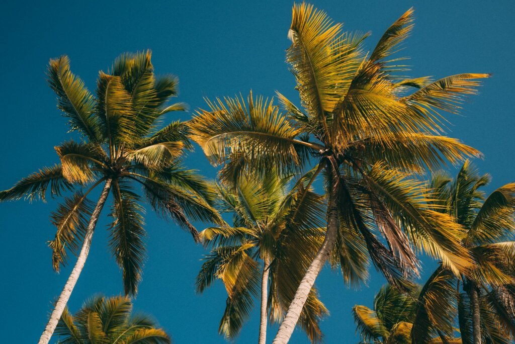 Green Coconut Tree Under Blue Sky